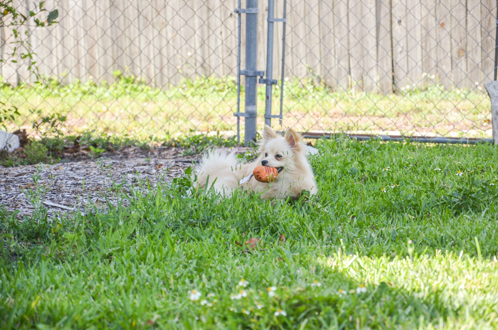 A small dog playing on a fenced HOA-style green lawn