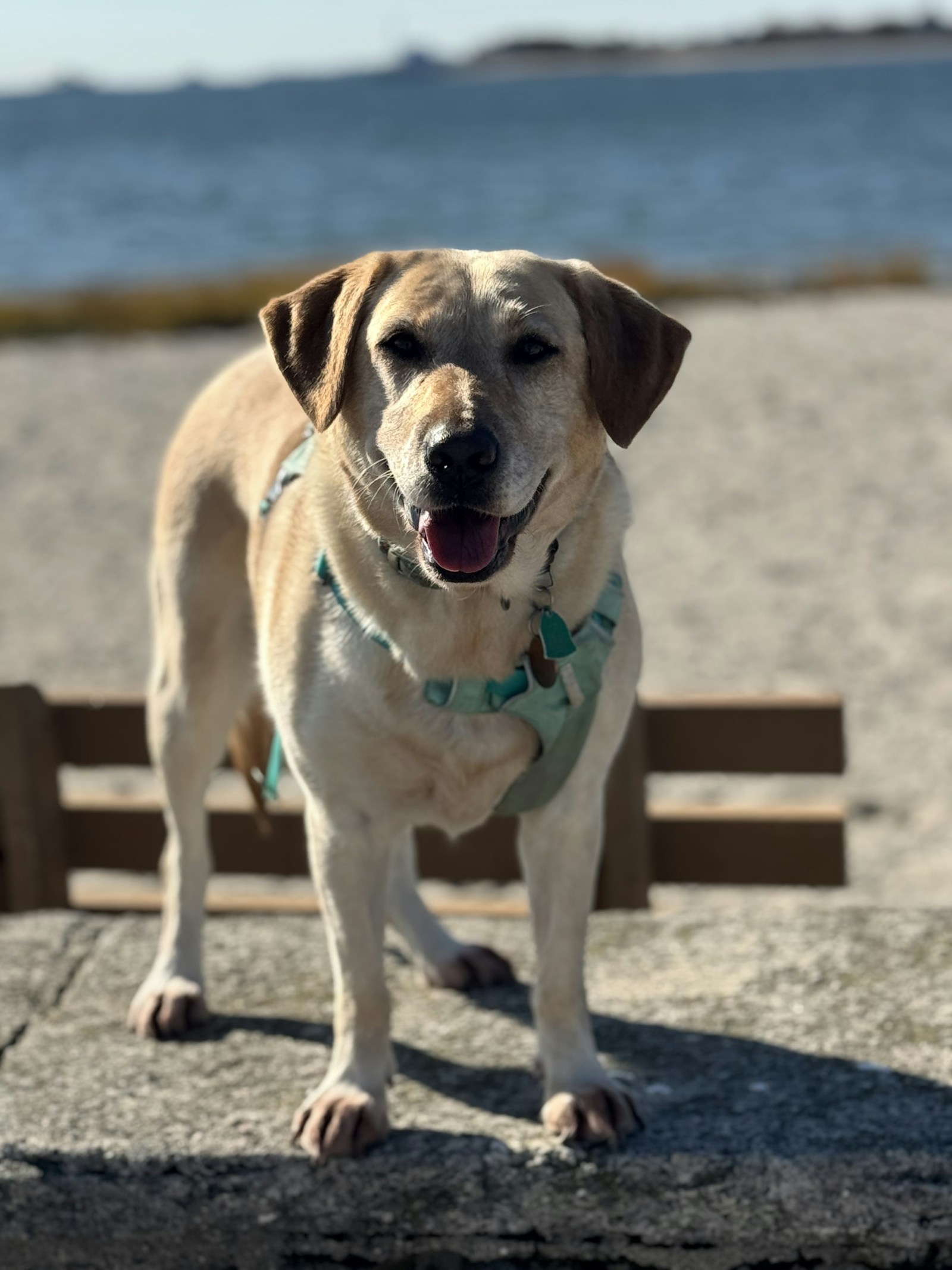 A happy yellow lab on the beach